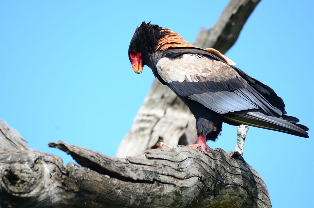 caracteristicas do tetraz da montanha