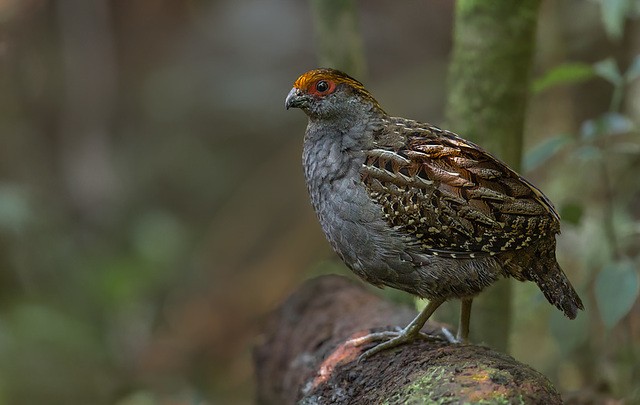 características do uru-corcovado