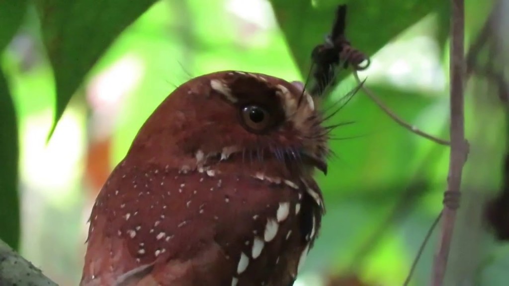 caracteristicas do urutau-ferrugem