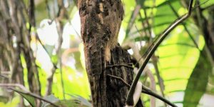 características do urutau-pardo