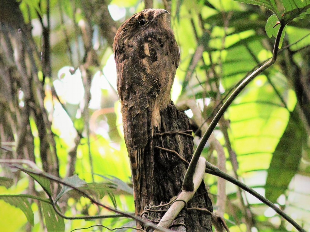 características do urutau-pardo