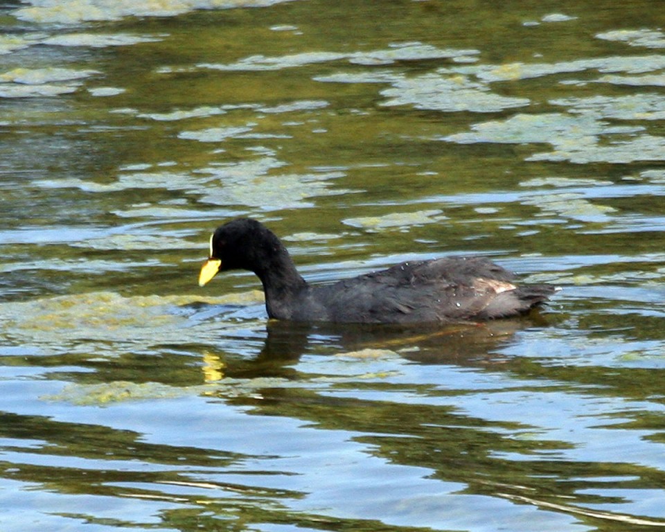 carqueja-de-bico-amarelo