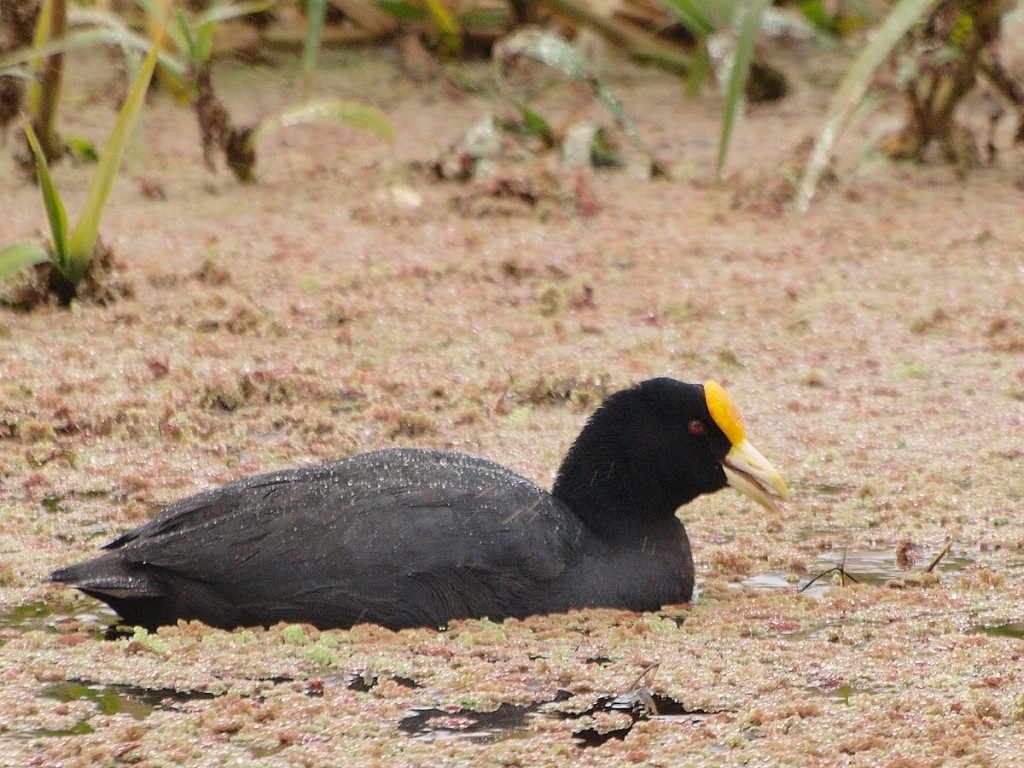 carqueja-de-bico-amarelo