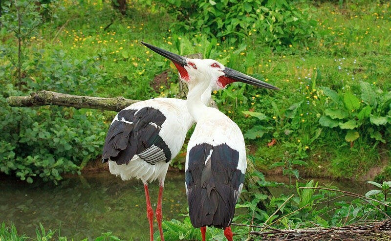 cegonha-oriental