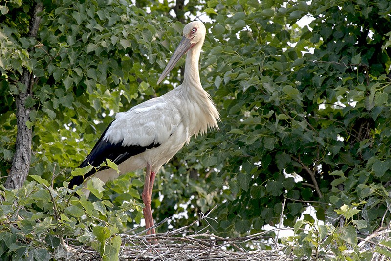 cegonha-oriental