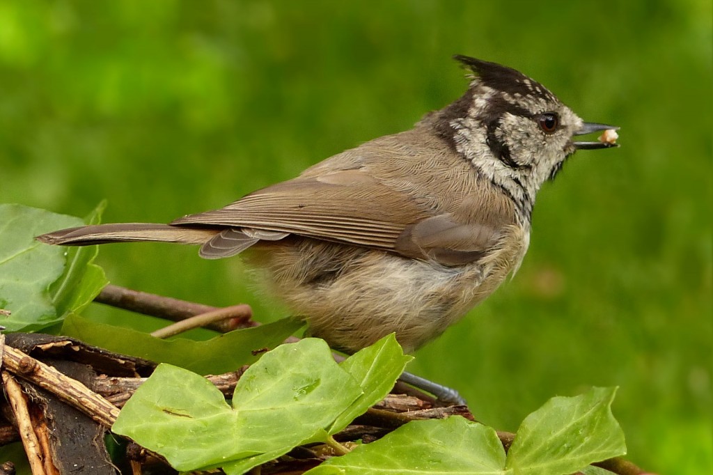 chapim-de-crista