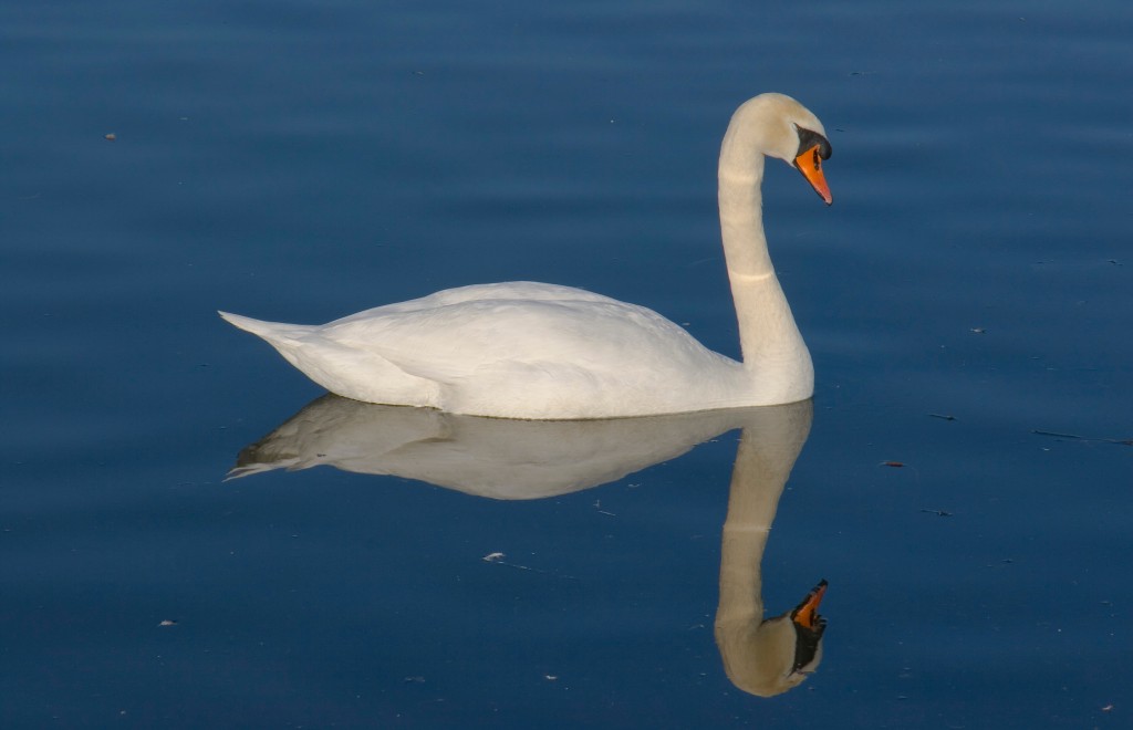 cisne-bravo