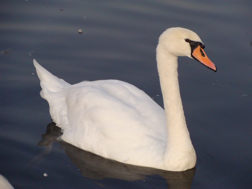 cisne-bravo