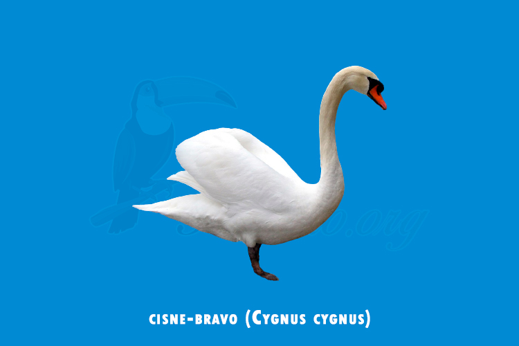 cisne-bravo (Cygnus cygnus)