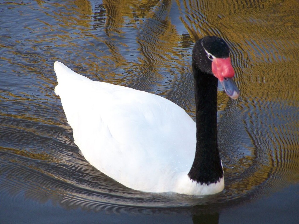 cisne-de-pescoço-preto