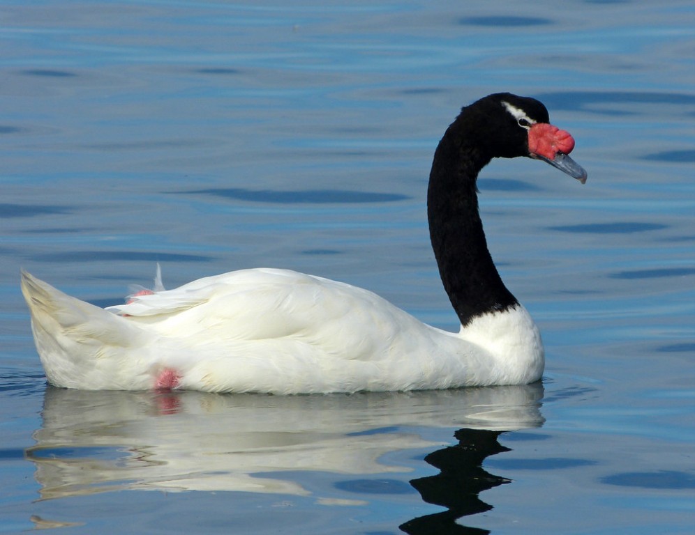 cisne-de-pescoço-preto