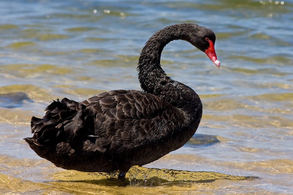 cisne negro 