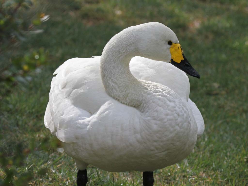 cisne-pequeno