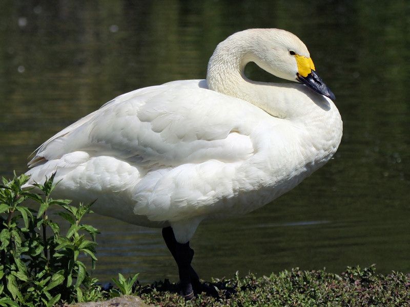 cisne-pequeno