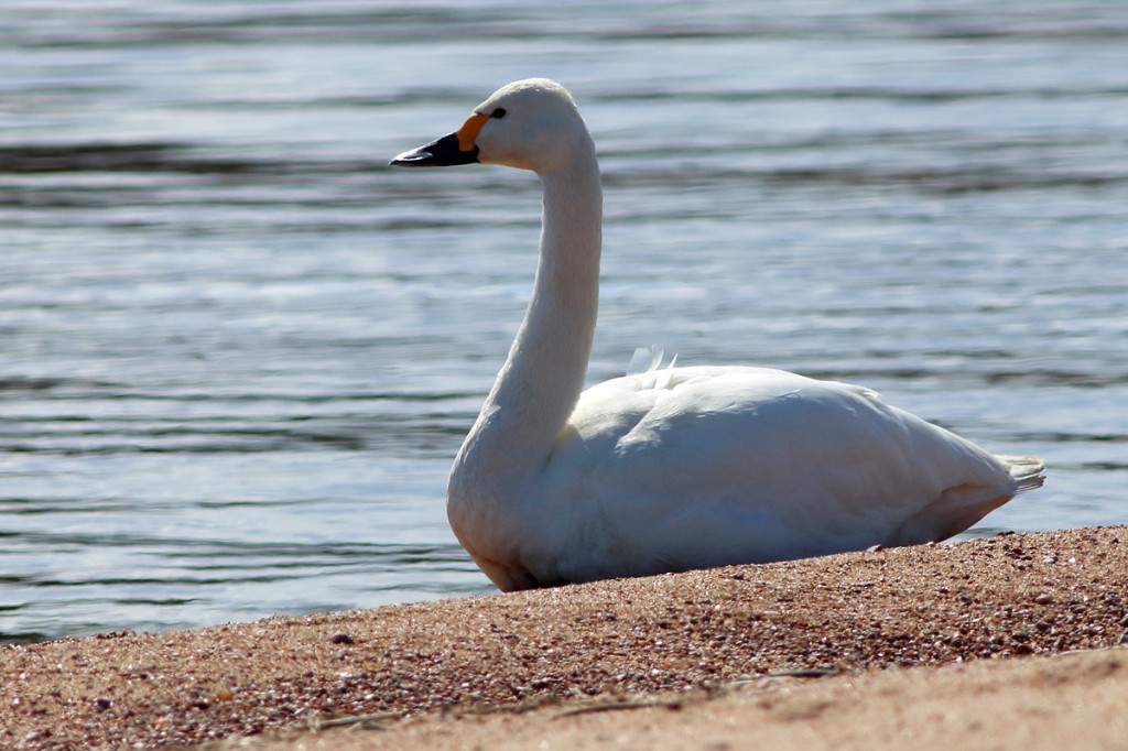 cisne-pequeno