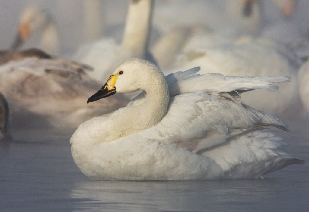 cisne-pequeno