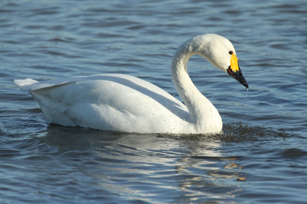 cisne-pequeno