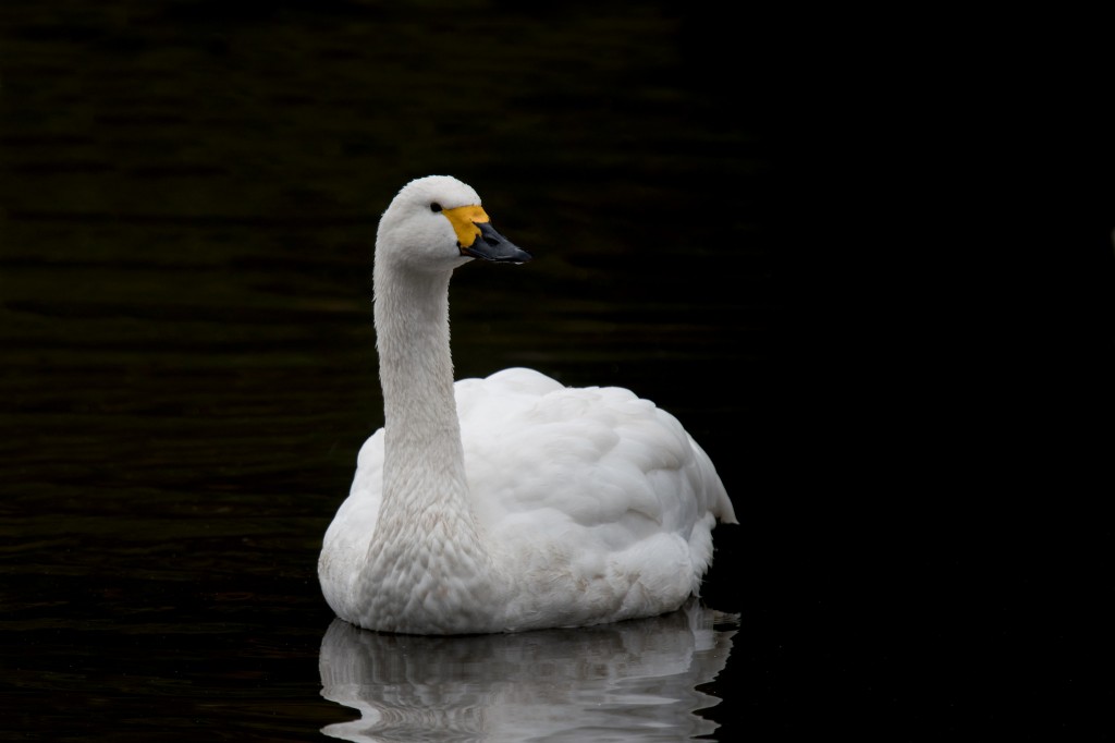 cisne-pequeno