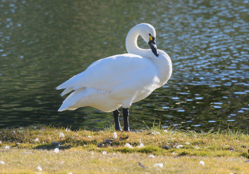 cisne-pequeno