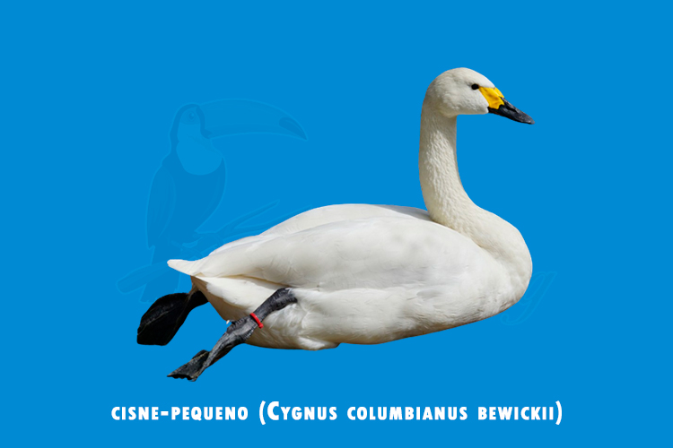cisne-pequeno (Cygnus columbianus bewickii)