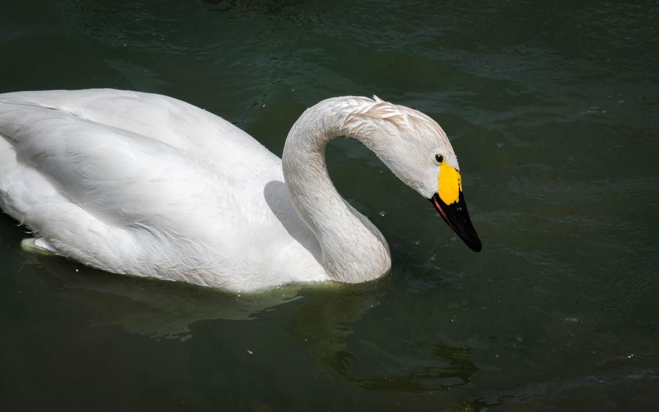 cisne-pequeno