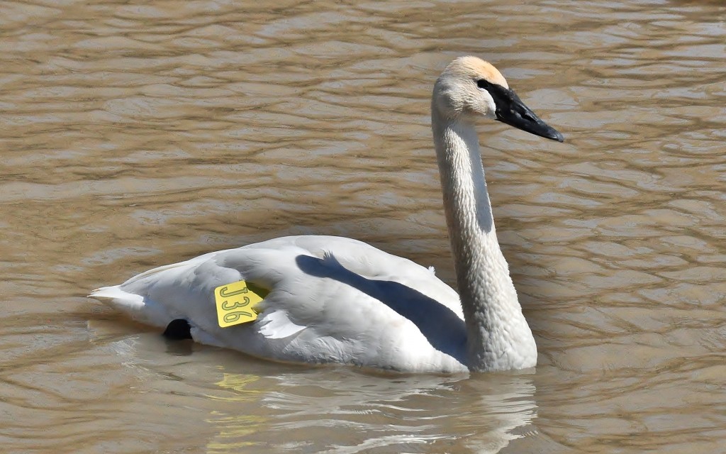 cisne-trombeteiro 