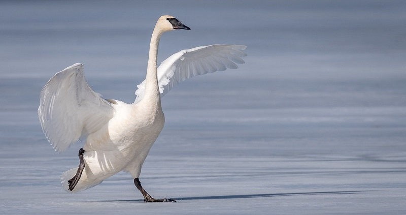 cisne-trombeteiro