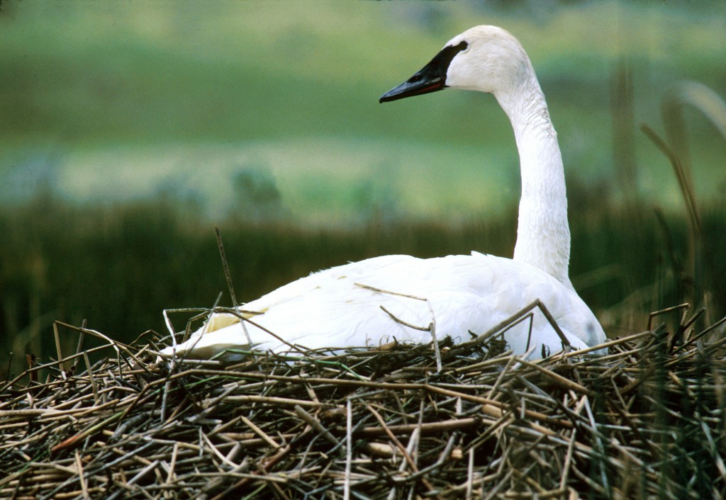 cisne-trombeteiro 