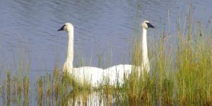 cisne-trombeteiro