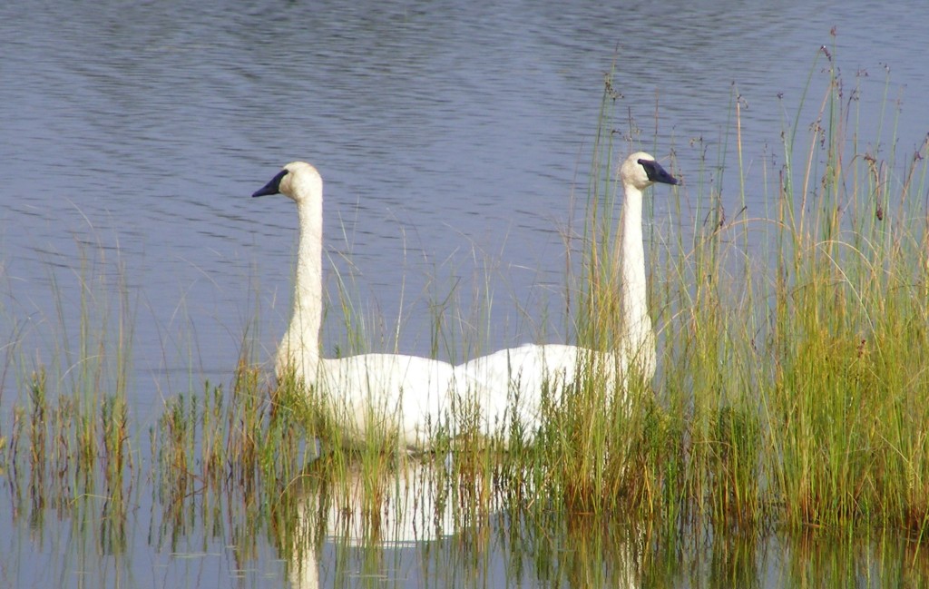 cisne-trombeteiro