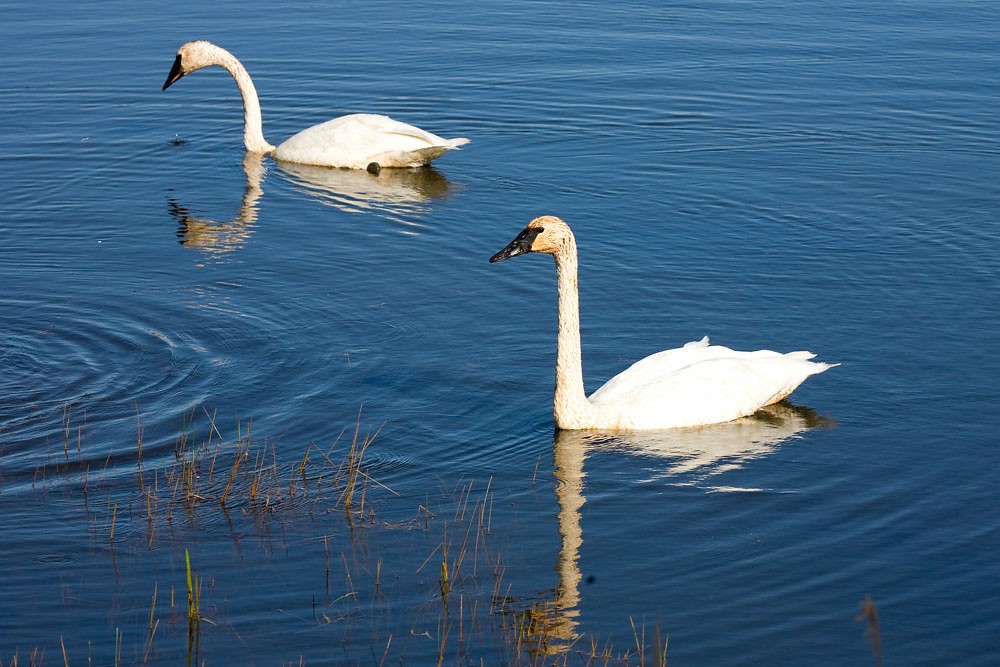 cisne-trombeteiro 