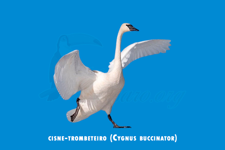 cisne-trombeteiro (Cygnus buccinator)