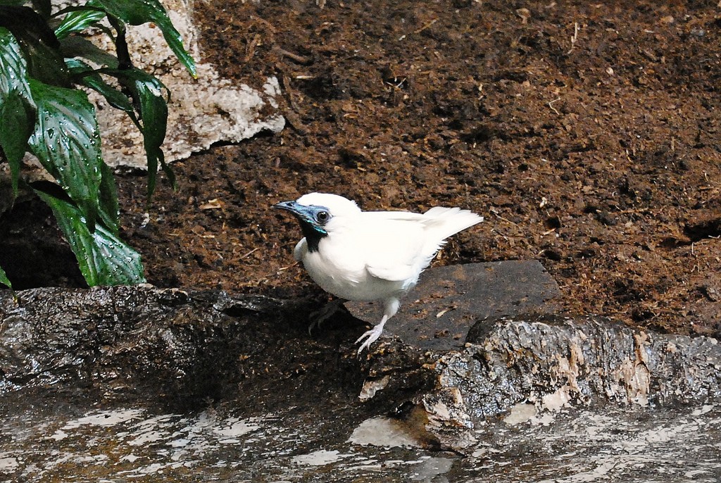 classificacao cientifica da araponga comum