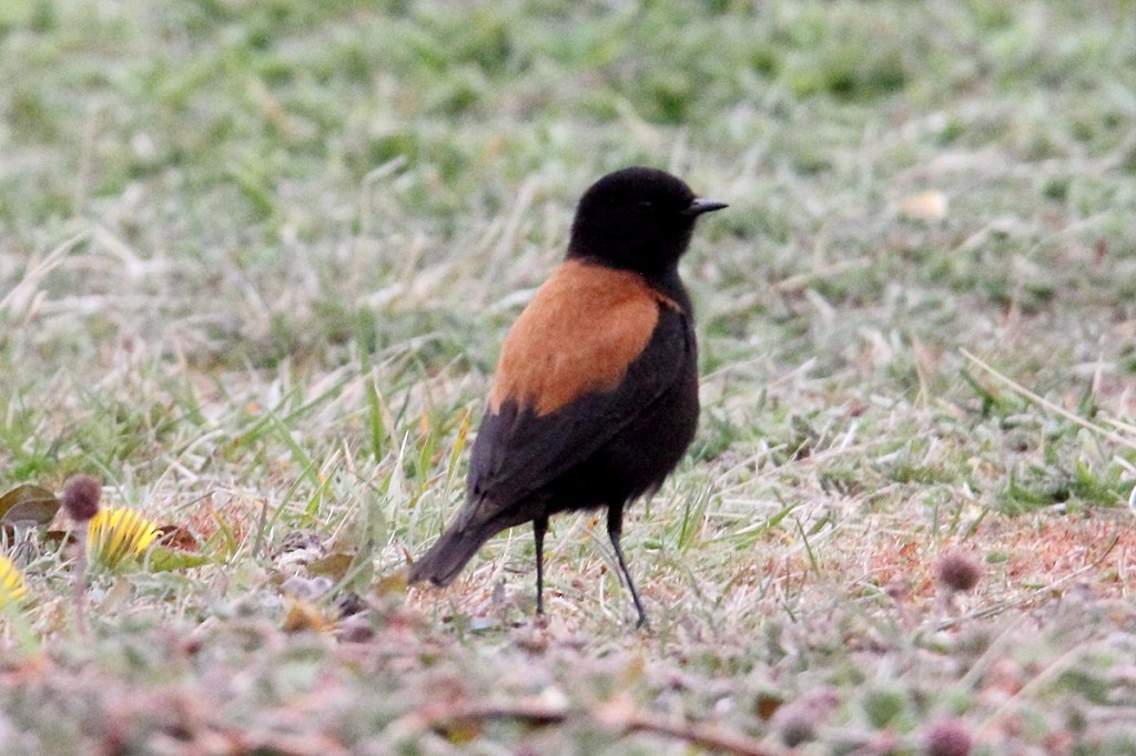 colegial (Lessonia rufa)