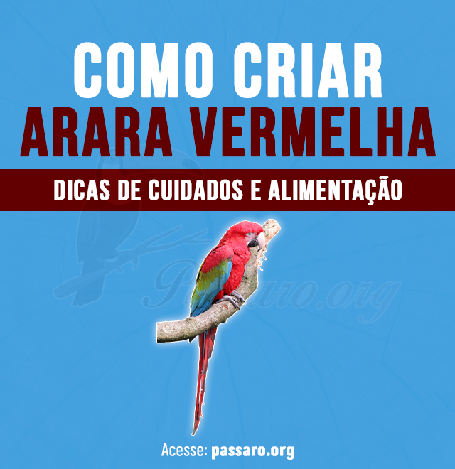 como criar arara vermelha