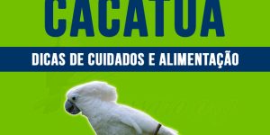 como criar cacatua