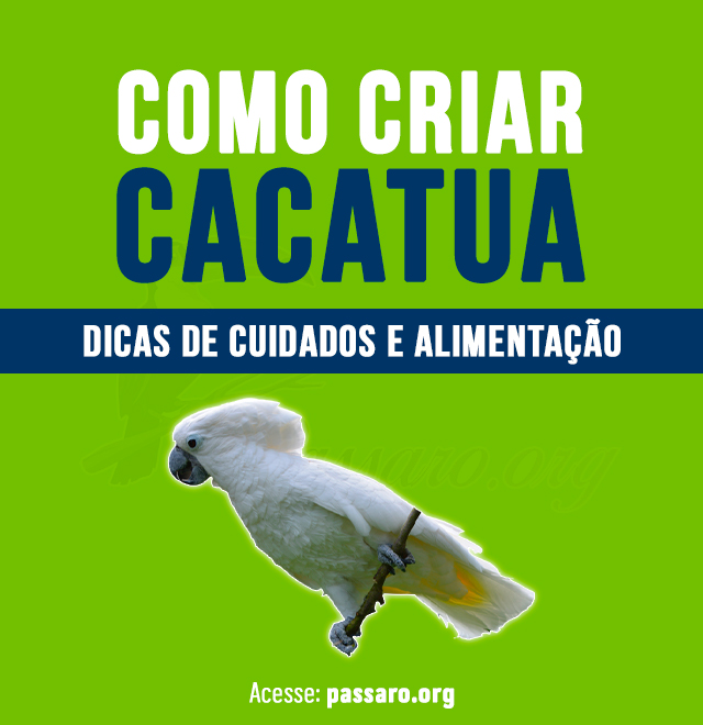 como criar cacatua