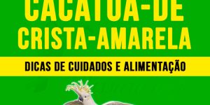 como criar cacatua-de-crista-amarela