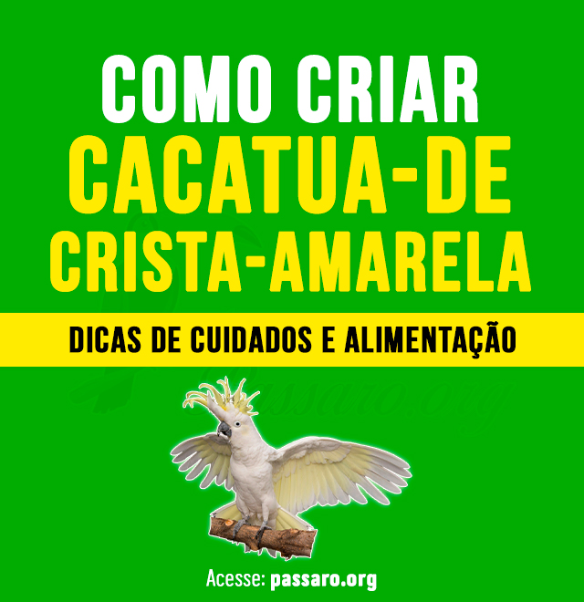 como criar cacatua-de-crista-amarela