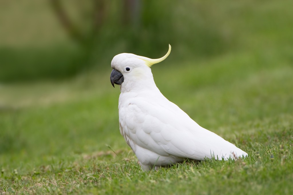 como criar cacatua