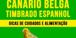 como criar canário belga timbrado espanhol