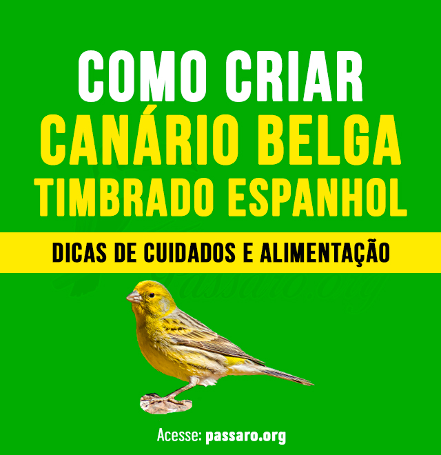 como criar canário belga timbrado espanhol