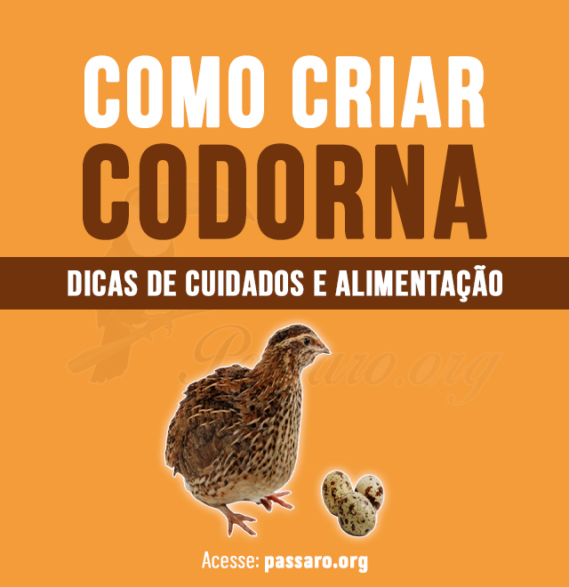 como criar codorna