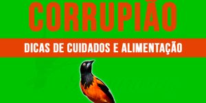 como criar corrupião