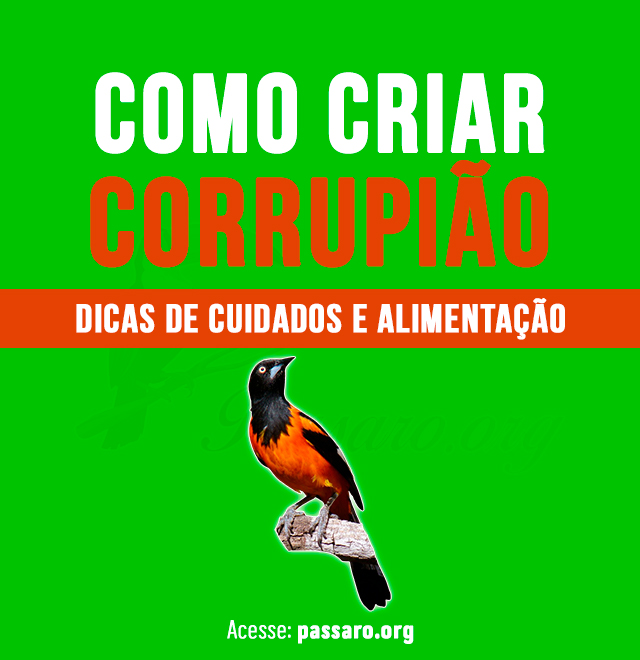 como criar corrupião