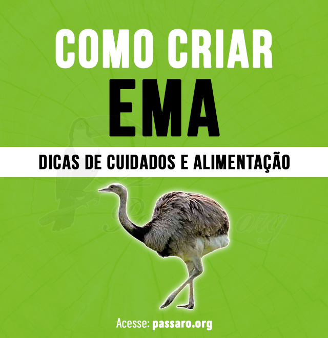 como criar ema