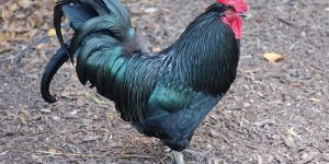 como criar galinha australorp