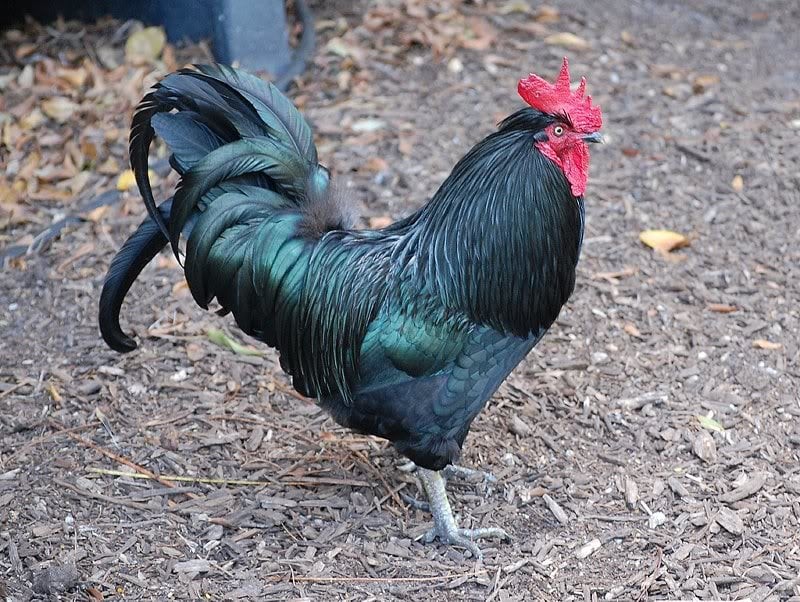 como criar galinha australorp