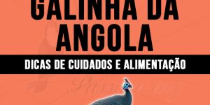 como criar galinha da angola