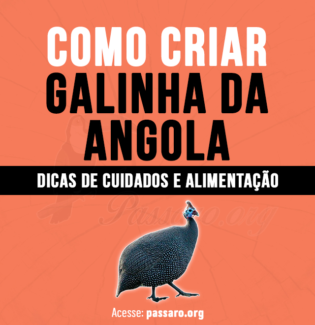 como criar galinha da angola